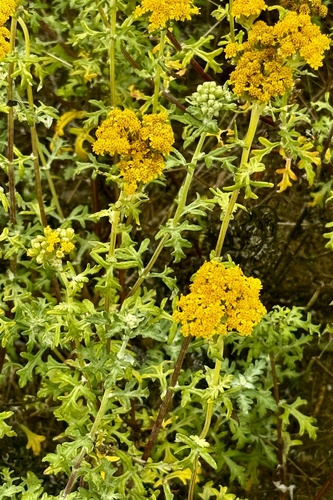 Eriophyllum staechadifolium, photograph 3
