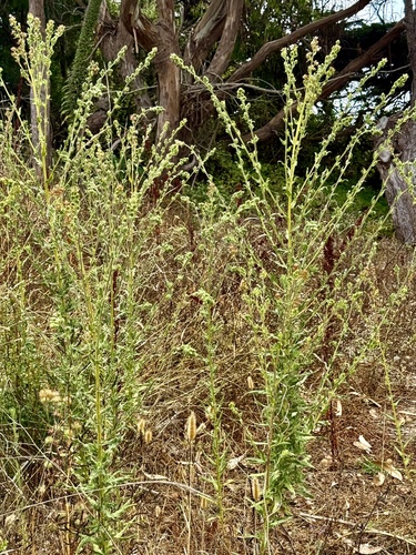 Madia sativa