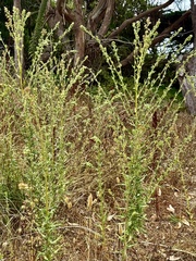 Madia sativa