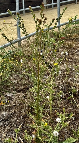Madia sativa, photograph 2