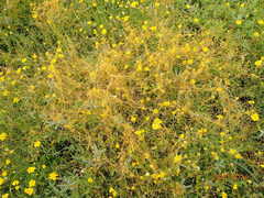Cuscuta indecora