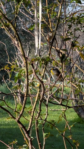 Striated Pardalote