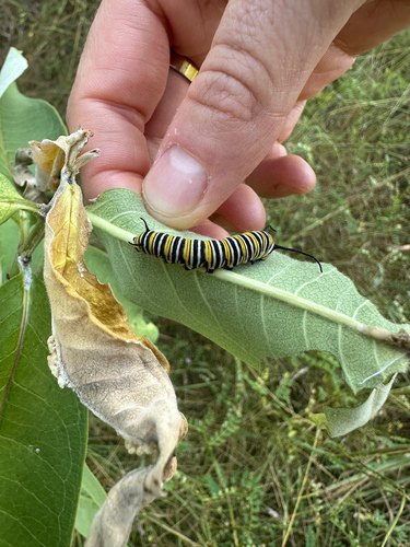 Monarch