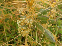 Cuscuta indecora