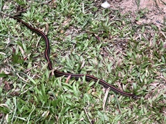 Oligodon octolineatus