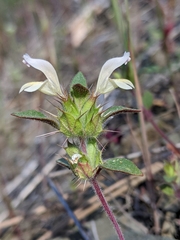 Acanthomintha lanceolata