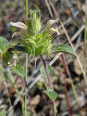 Acanthomintha lanceolata