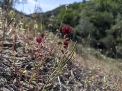 Streptanthus insignis