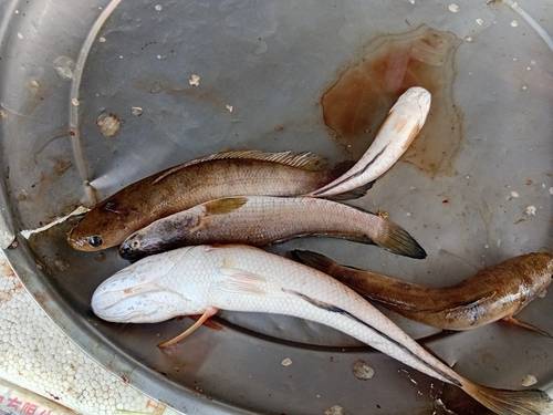 Striped Snakehead