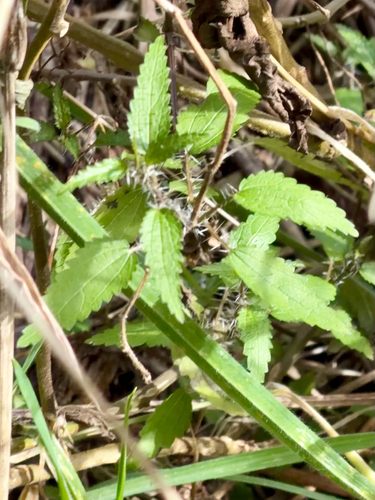 Urtica perconfusa