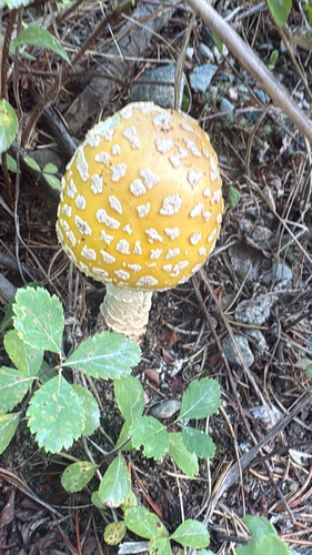 Fly Agaric
