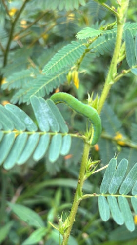 Cloudless Sulphur