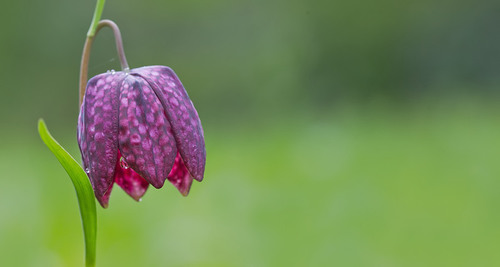 snake's-head fritillary