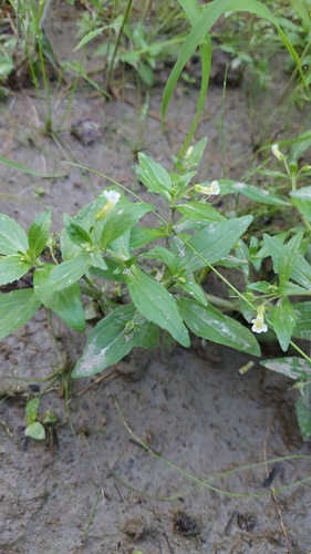 Gratiola neglecta, photograph 4