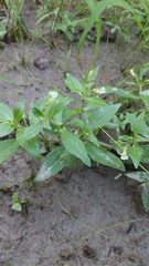 author not stated, no rights reserved Gratiola neglecta, photograph author not stated, no rights reserved