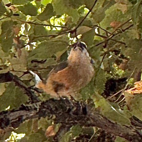 iNaturalist observation photo of Red-breasted Nuthatch