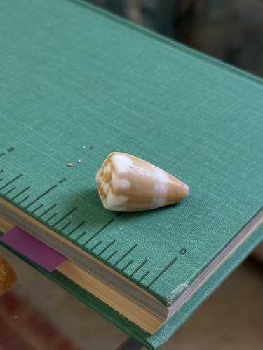 Conus rattus, 2026-08-17