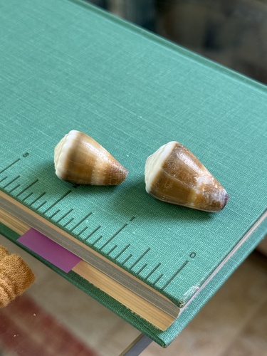 Conus lividus observed 2026-08-17