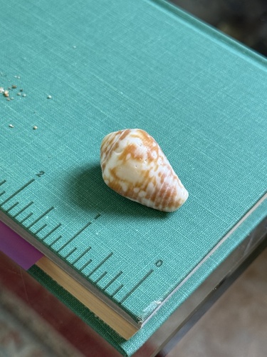 Conus catus observed 2026-08-17