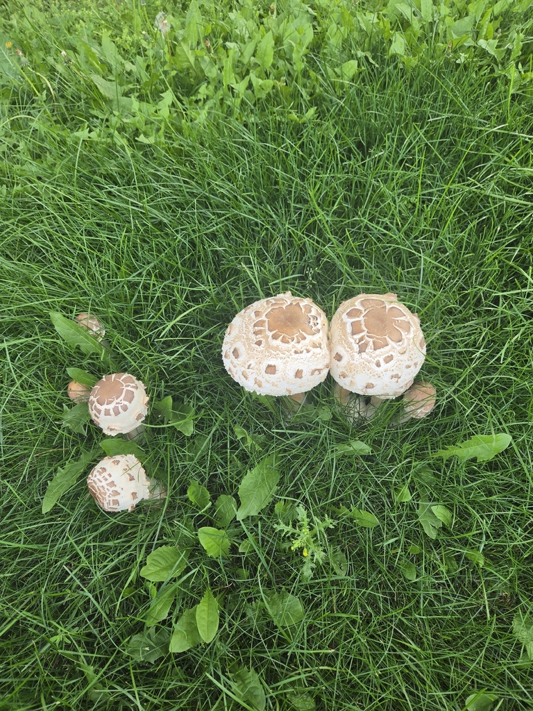 Shaggy Parasol · August 2026 · photo: Photo: (c) Dustin, some rights reserved (CC BY) · iNaturalist