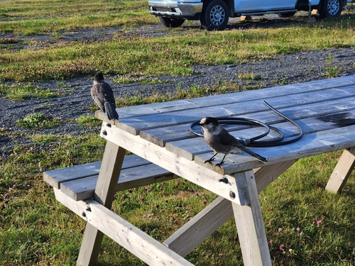 Canada Jay