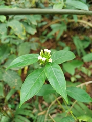 Mussaenda pubescens