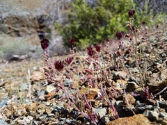 Streptanthus insignis