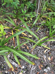Crinum americanum
