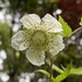 Rubus croceacanthus - Photo (c) johnnyhou, algunos derechos reservados (CC BY-NC)