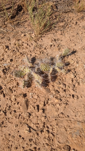 Plains Pricklypear