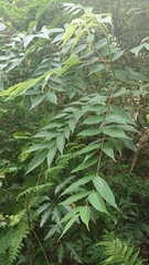 Tetradium glabrifolium