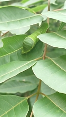 Tetradium glabrifolium