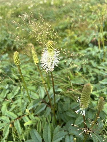 Canadian burnet