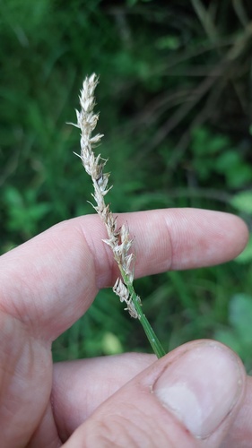 Carex stipata, photograph 6