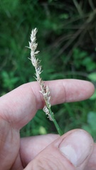 Carex stipata, photograph author not stated, no rights reserved