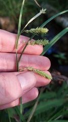Carex prasina