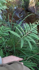 Carex prasina, photograph author not stated, no rights reserved