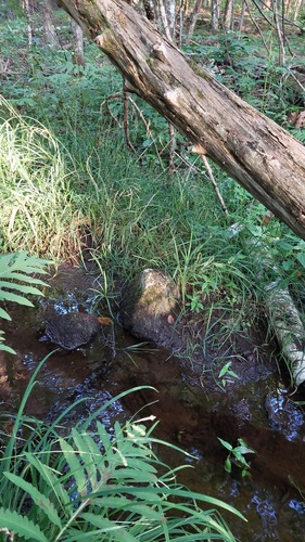 Carex prasina, photograph 3