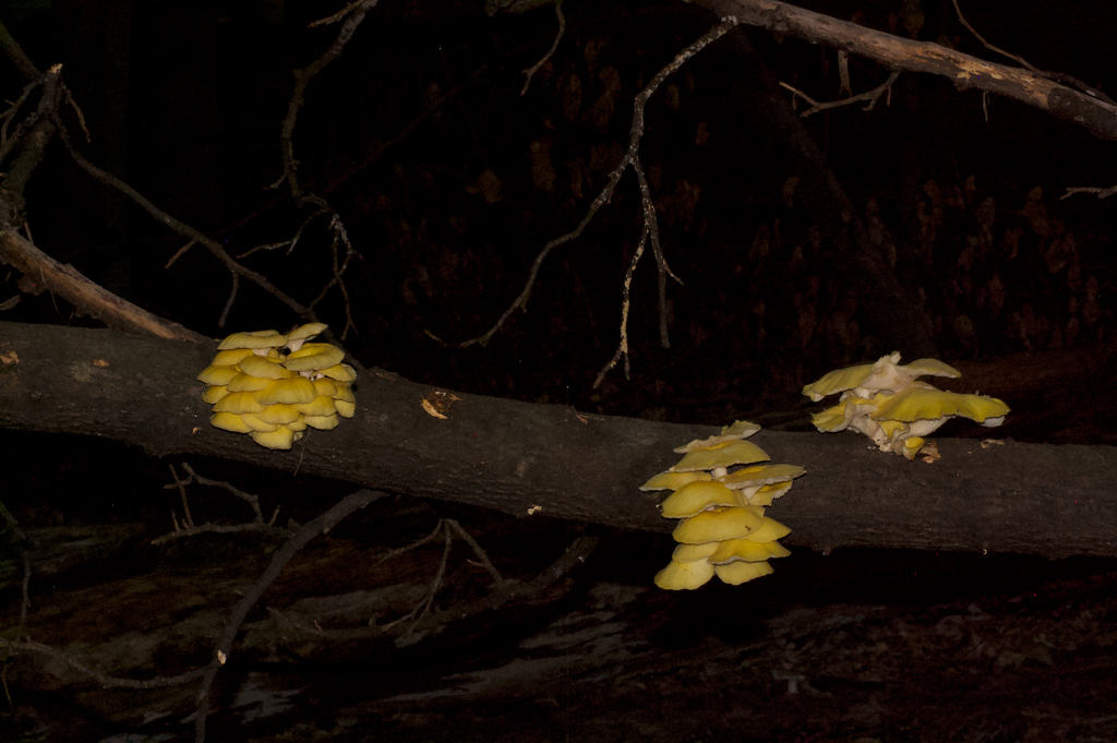 Golden Oyster Mushroom · August 2026 · photo: Photo: no rights reserved · iNaturalist