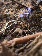 Ramariopsis pulchella