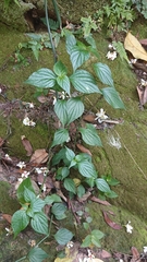 Dicliptera chinensis
