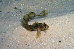 Cristiceps australis