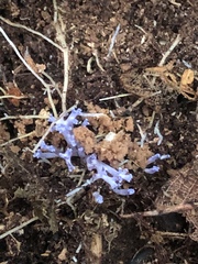 Ramariopsis pulchella