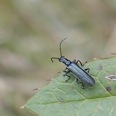 Lycocerus evangelium