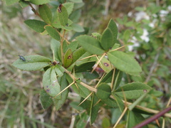 Lycocerus evangelium