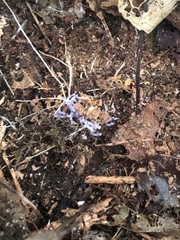 Ramariopsis pulchella