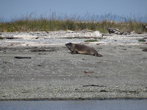 (c) lizard-enjoyer, some rights reserved (CC BY-NC)