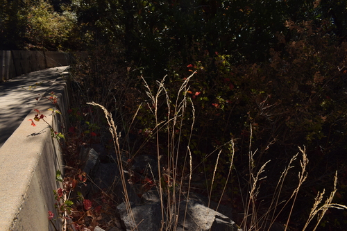 Poa secunda observed 2026-08-14