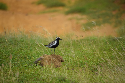 Pluvialis fulva observed 2026-04-03