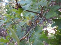 Quercus buckleyi, photograph (c) saltyhiker, some rights reserved (CC BY)